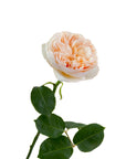 Rosemary - Premium Roses Bouquet