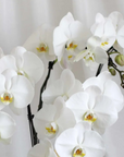 (2 days in advance) Phalaenopsis in Pot (2 stalks)