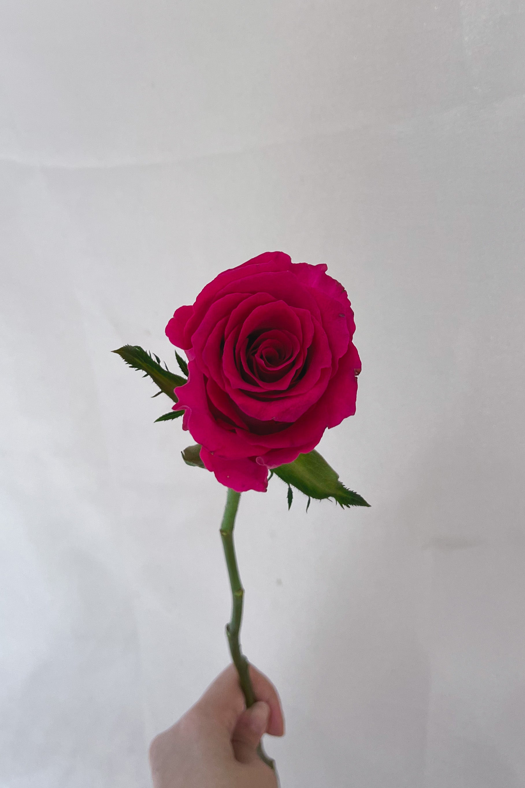 Sophia Rose Bouquet with Dried Lavender (5 Colours to choose from