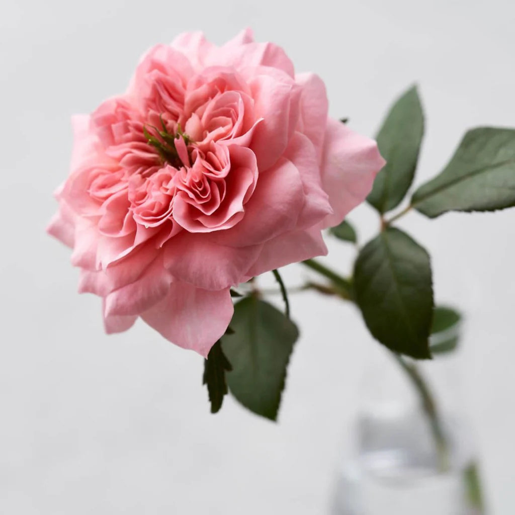 Rosemary - Premium Roses Bouquet