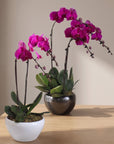 (2 days in advance) Phalaenopsis in Pot (2 stalks)