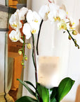 (2 days in advance) Phalaenopsis in Pot (2 stalks)