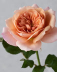 Rosemary - Premium Roses Bouquet