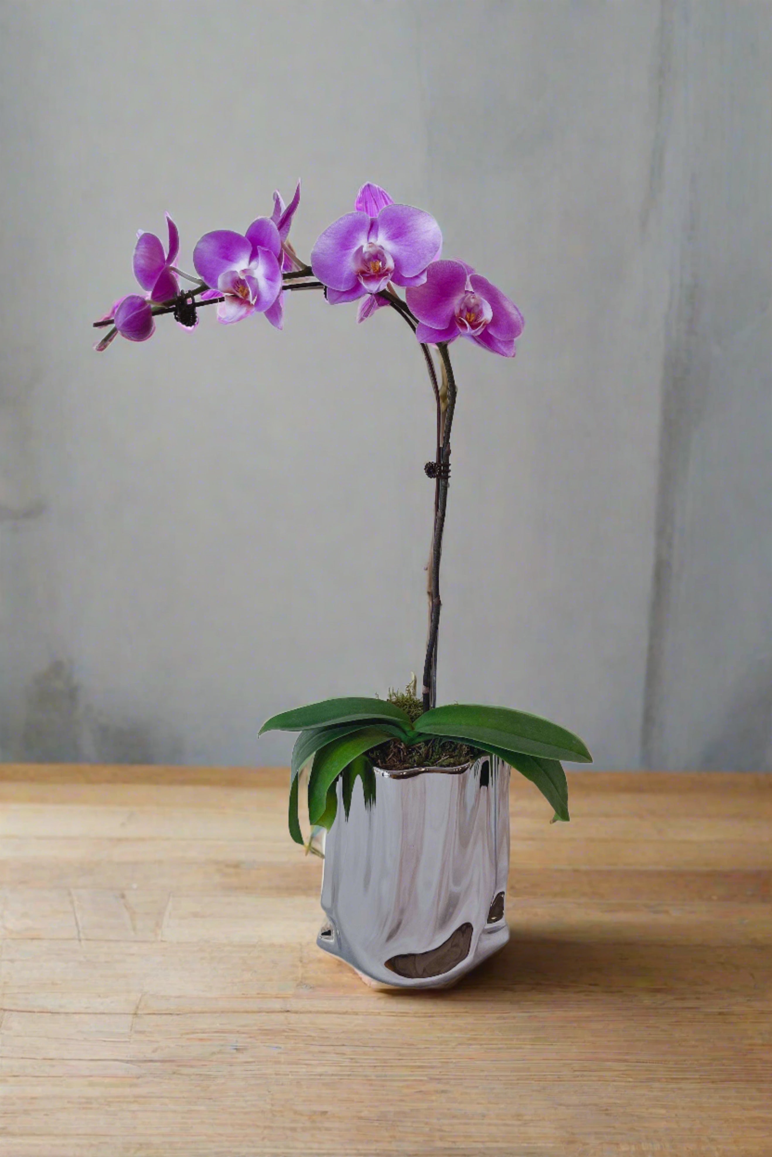 (3 days in advance) Purple Phalaenopsis in Silver Pot
