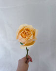 CHAMPAGNE Flower - hello flowers