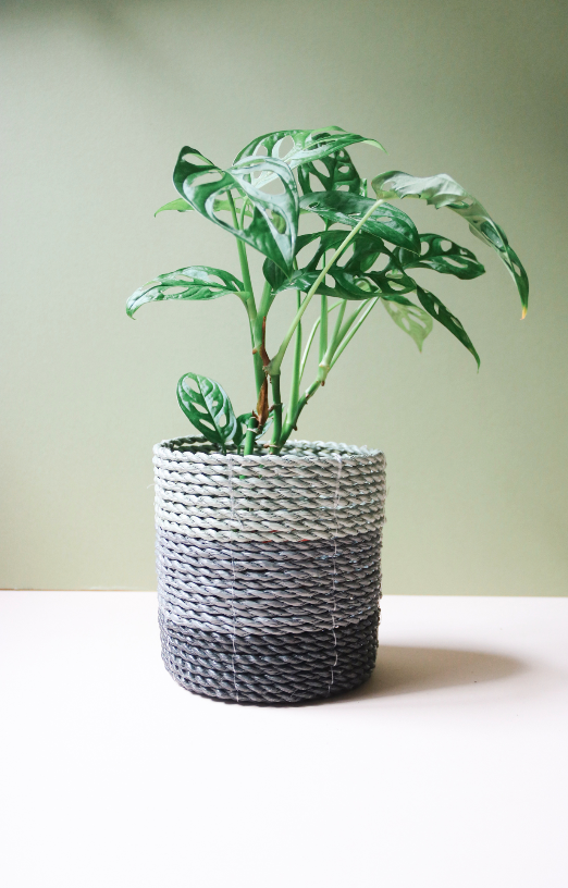 How to care for your house plants