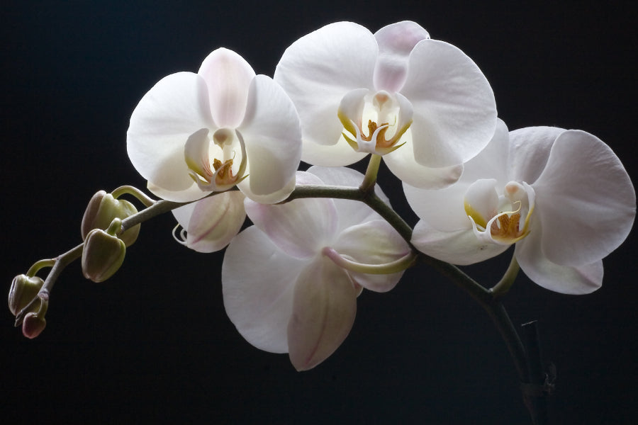 A Beginner Guide To Optimal Care For Your First Orchid