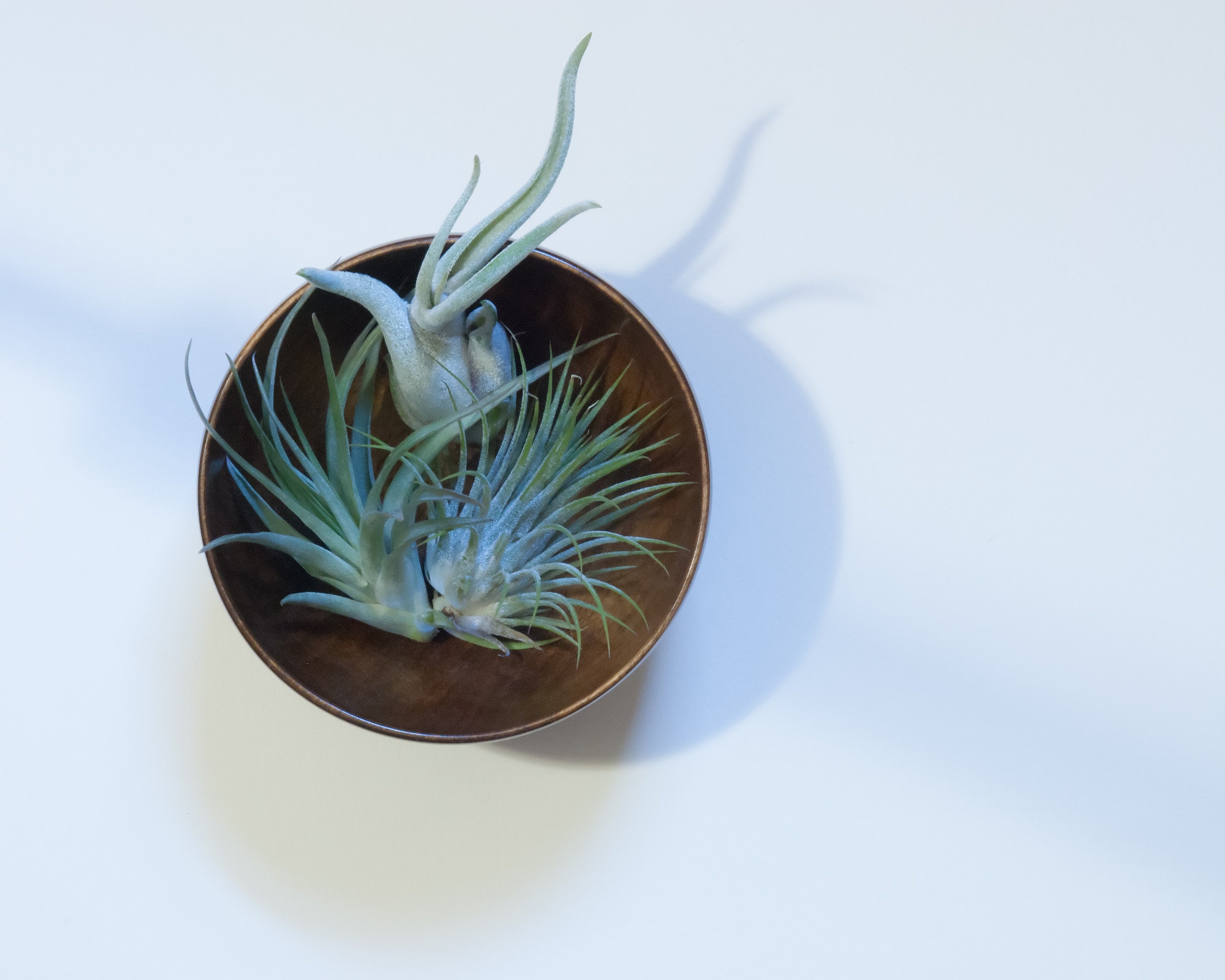 How to care for your air plant