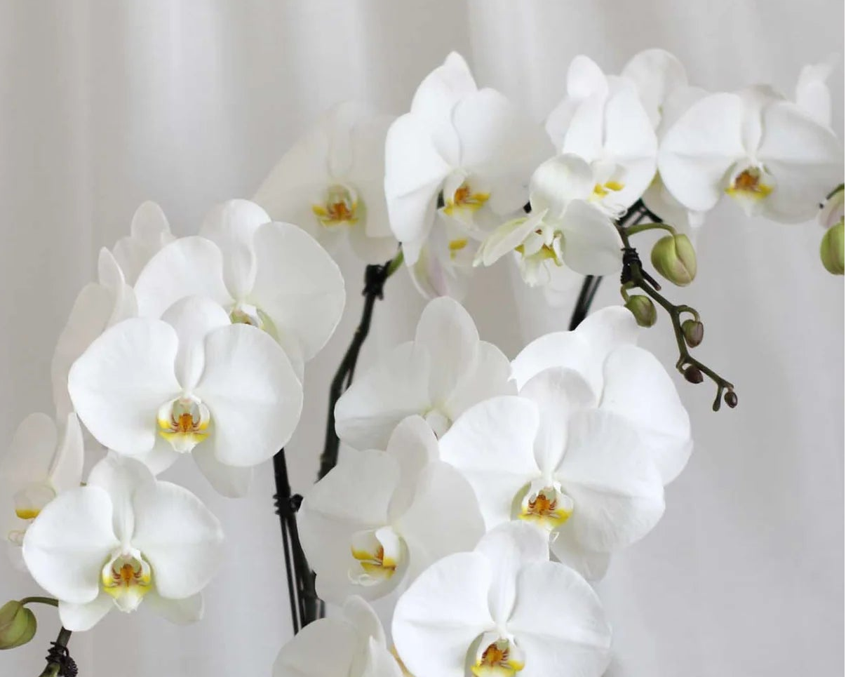 (2 days in advance) Phalaenopsis in Pot (2 stalks)