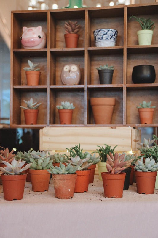 The Hello Flowers DIY plant bar: a shelf of mini bonsai and succulents in terracotta pots for guests to choose from