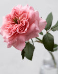 Rosemary - Premium Roses Bouquet