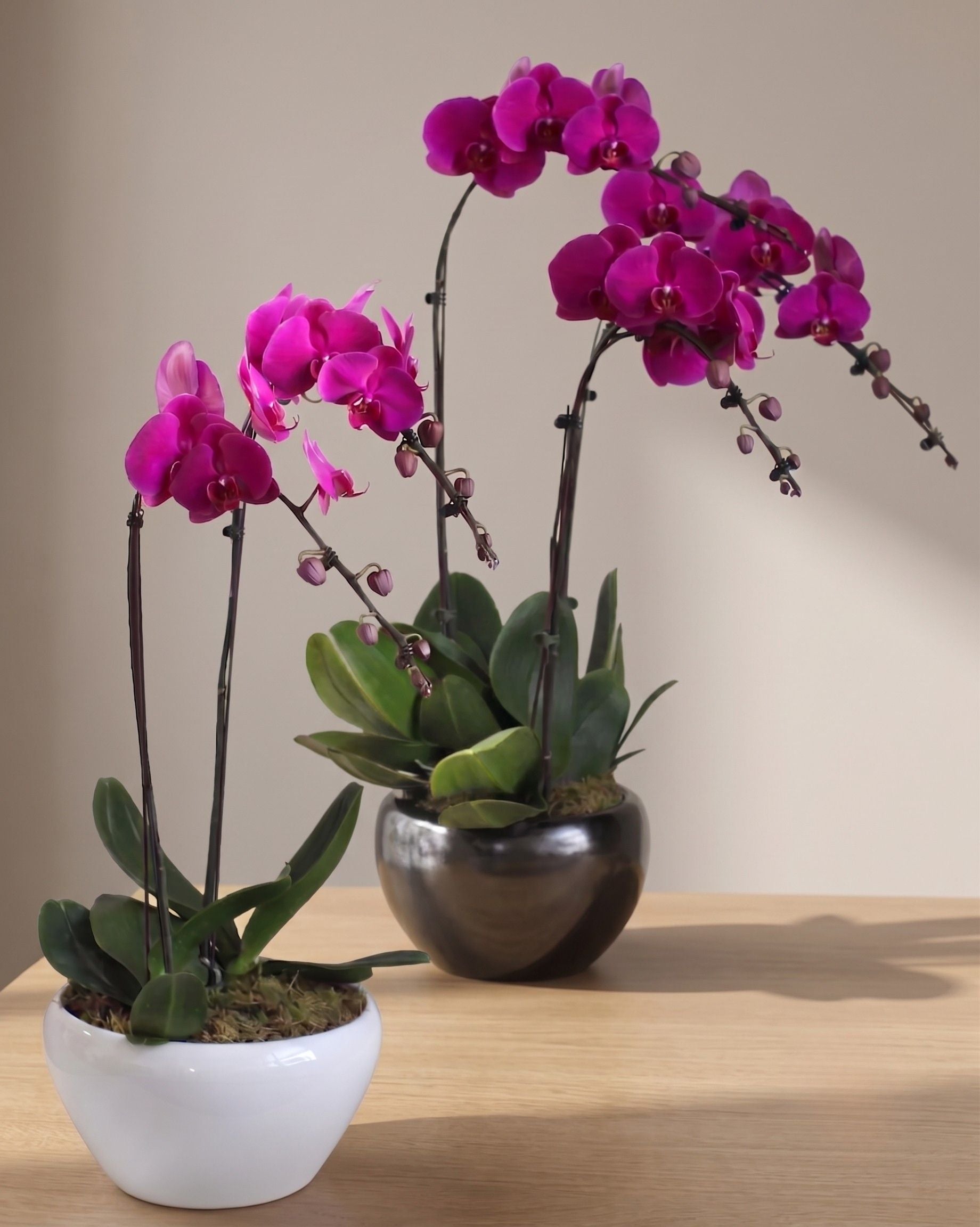 (2 days in advance) Phalaenopsis in Pot (2 stalks)