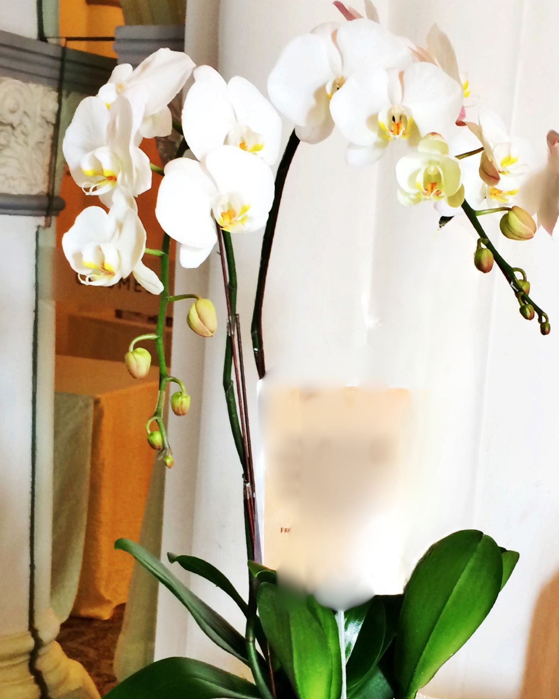 (2 days in advance) Phalaenopsis in Pot (2 stalks)