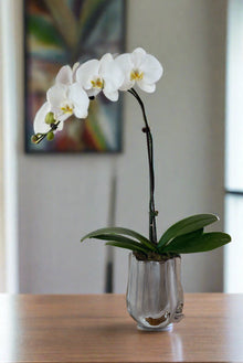 White Orchids-hello flowers!